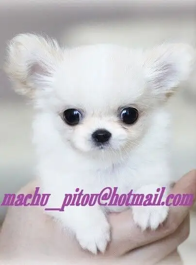**Élevage chihuahua pure race**Testé OFA**Chiots de qualité | Dogs ...