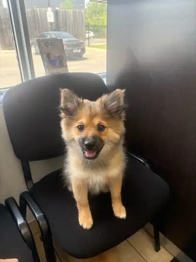 Pomaranian puppies, View more