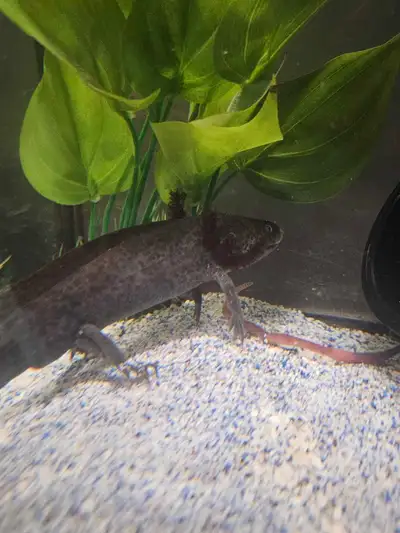 Male axolotl, approximately 2 years old Also have 20 gallon tank for sale $20 $80 for axolotl Pick u...