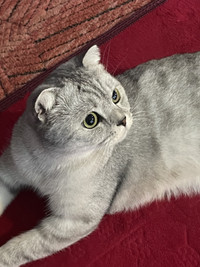 Missing cat grey/white