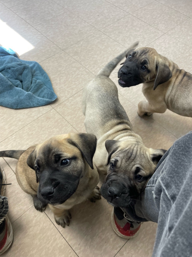 Purebred Pressa canario puppies for sale$500 in Dogs & Puppies for Rehoming in Barrie - Image 4