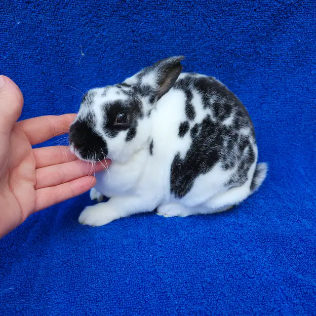 Extraordinary mini rex male baby bunny rabbit in Small Animals for Rehoming in City of Toronto - Image 3