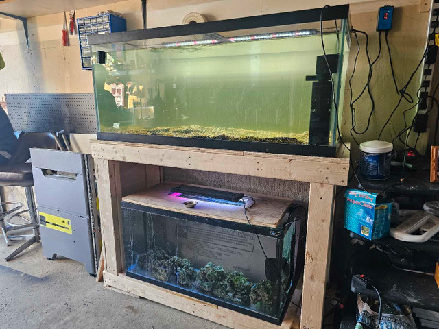 75 gallon and 30 gallon with stand for sale in Fish for Rehoming in Kitchener / Waterloo - Image 2