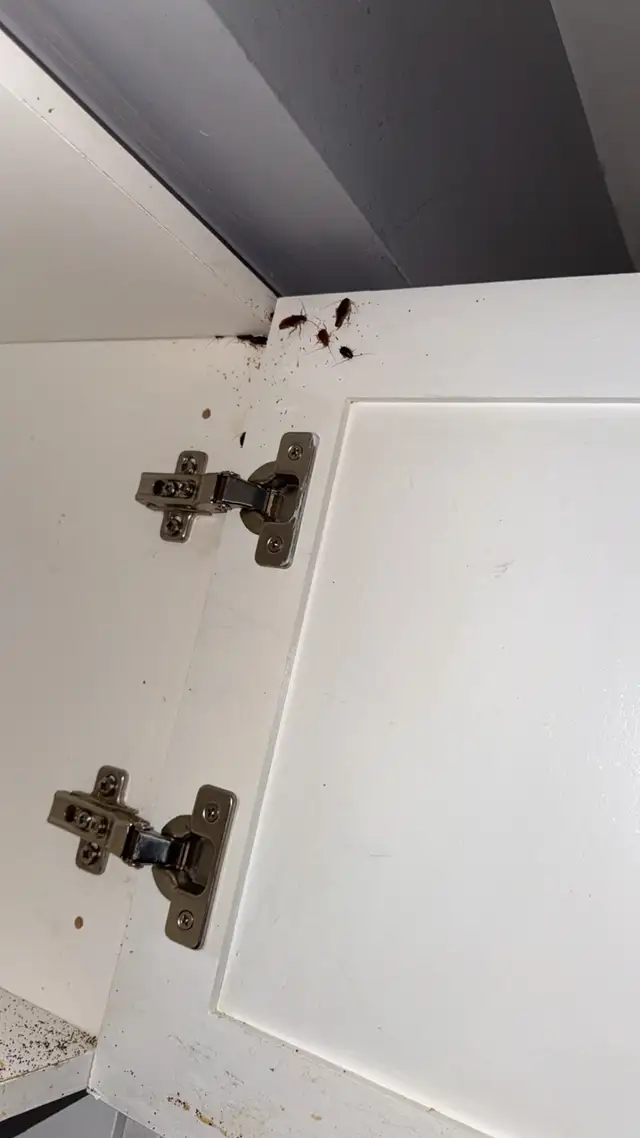 ZeroBug Pest Control Services551585359153735681