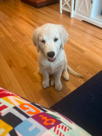5 month old golden retriever for adoption.