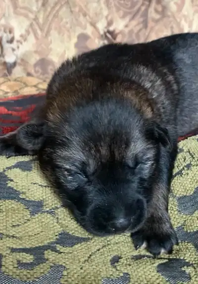 PUPS HAVE ARRIVED Ready to rehome end of July! The older pups pictured are from previous litters. Th...