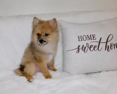 Chiot pomeranien male(438-861-7006), View more