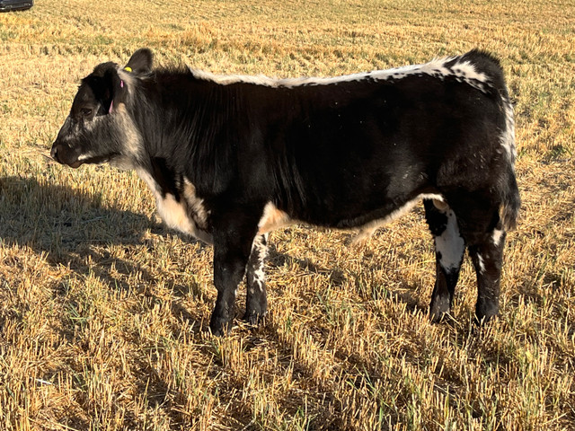speckle park bull calves in Livestock in Red Deer - Image 3
