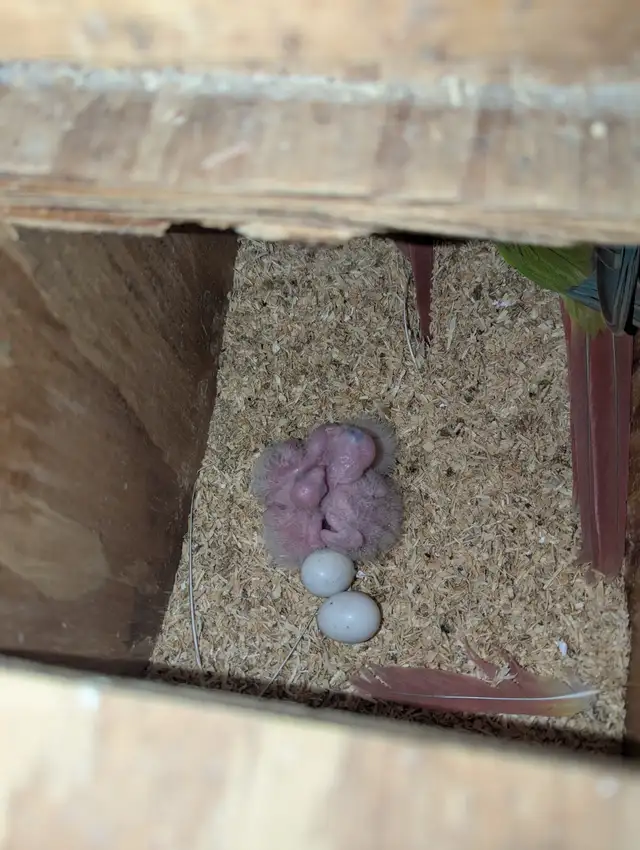 Quakers and Conures R Us! | Birds for Rehoming | Mississauga / Peel ...