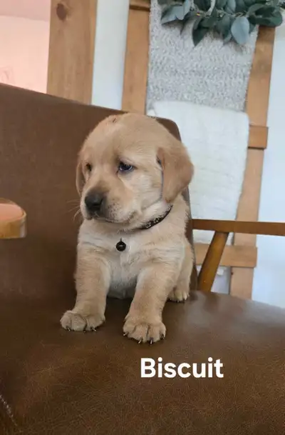 Goldador Puppies, View more