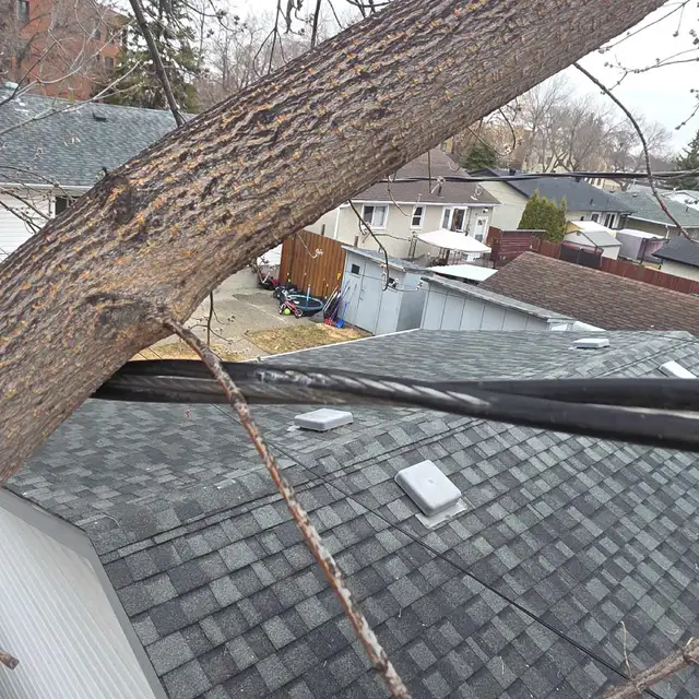 Essential Tree Services 533909563360552965