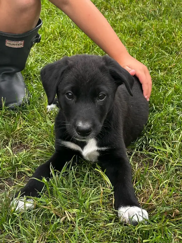 Lab cross pups in Dogs & Puppies for Rehoming in Saskatoon - Image 3