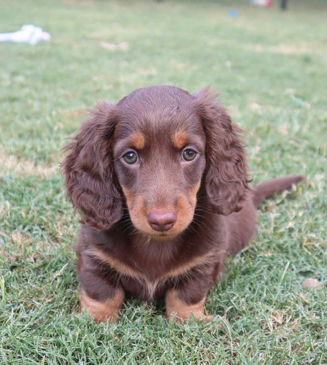 Incredible Miniature Dachshund Puppies ~ Trained&Socialized in Dogs & Puppies for Rehoming in Markham / York Region - Image 2
