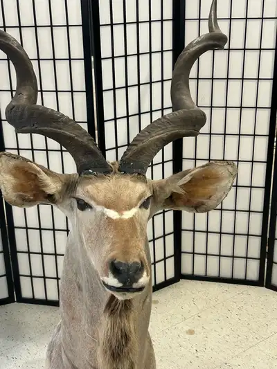 Kudu Head Mount, View more