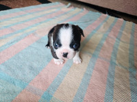 FRENTON PUPPIES LOOKING FOR GOOD HOME