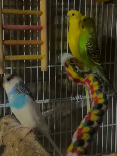 3 Budgies , View more