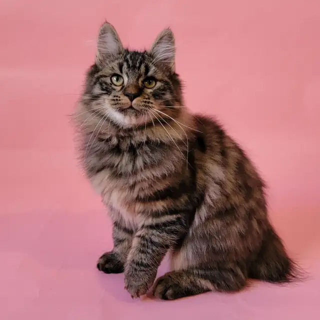 Kurilian bobtail enr TICA in Cats & Kittens for Rehoming in Trois-Rivières - Image 4