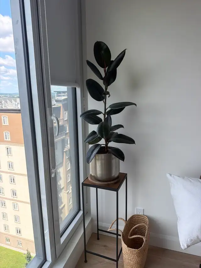 Rubber plant Ficus Elastica Burgundy with Metal Plant Stand