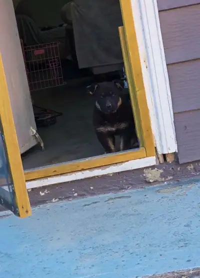 beautiful little puppy , View more