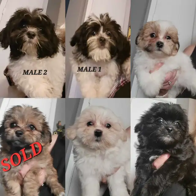 Shih Tzu Puppies Available! -NEW VIDEOS in Dogs & Puppies for Rehoming in St. Catharines - Image 2