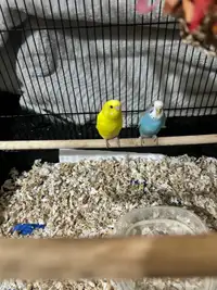 Budgies and Cage