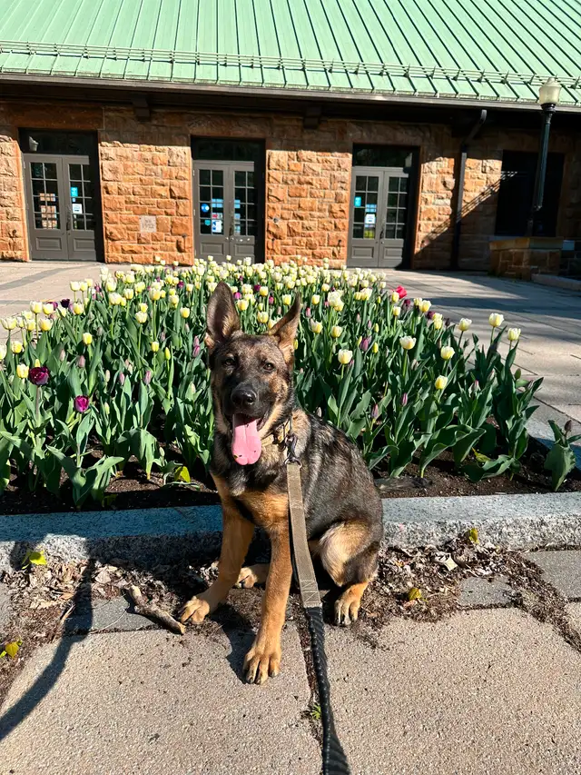Pure German Shepherd (DDR) female puppy for sale‼️出售纯种东德牧羊犬‼️ in Dogs & Puppies for Rehoming in City of Montréal - Image 5