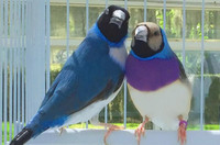 Blue Gouldian finch pair