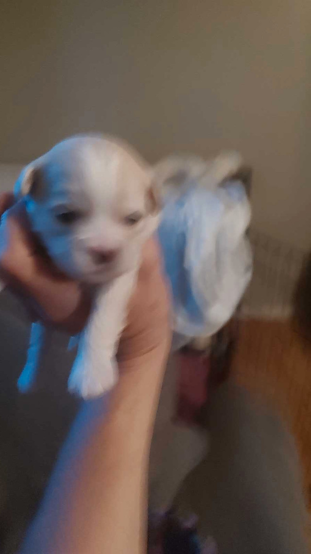 Small Puppy in Dogs & Puppies for Rehoming in Portage la Prairie