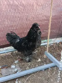Silkie Rooster black