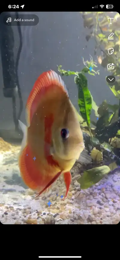red rose discus, View more