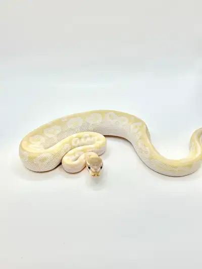 Baby Ball Python Female