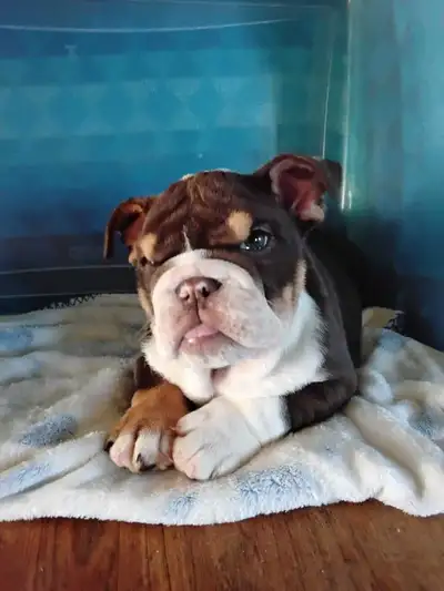 A vendre / Selling English Bulldog puppy, View more