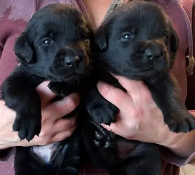 8 Week Old Labrador Puppies, View more