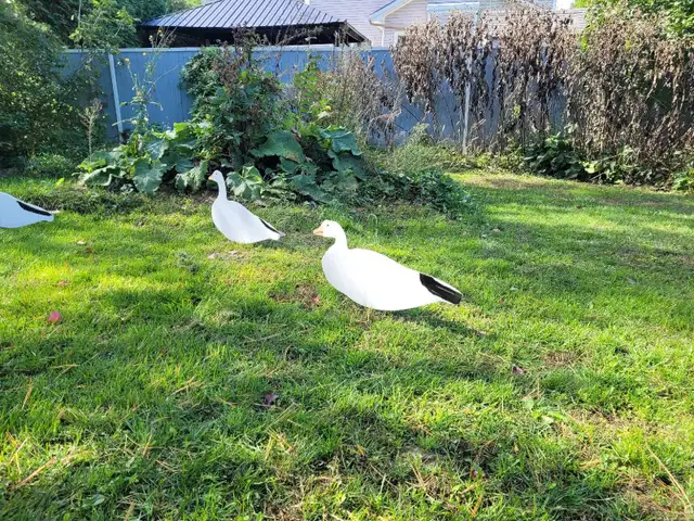 Snow geese silhouette decoys in Fishing, Camping & Outdoors in Ottawa - Image 6