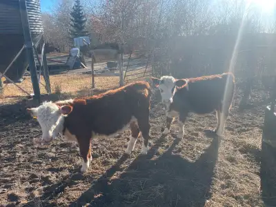 Hereford X Semental heifers for sale on hay and oats weined call for more info Stefan 7807158887