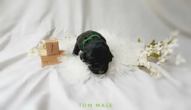 Labrador Retriever in Dogs & Puppies for Rehoming in Red Deer - Image 3