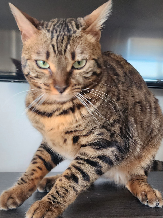 Bengal Female  in Cats & Kittens for Rehoming in Saskatoon