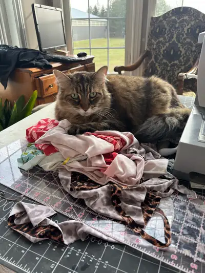 house cat , View more