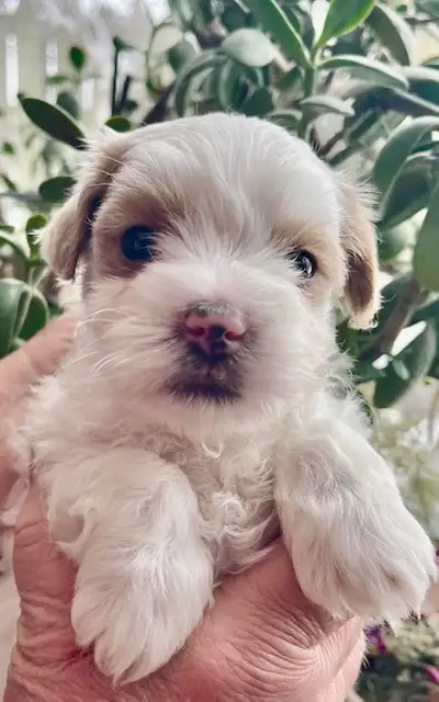 Maltipoo Puppies, View more