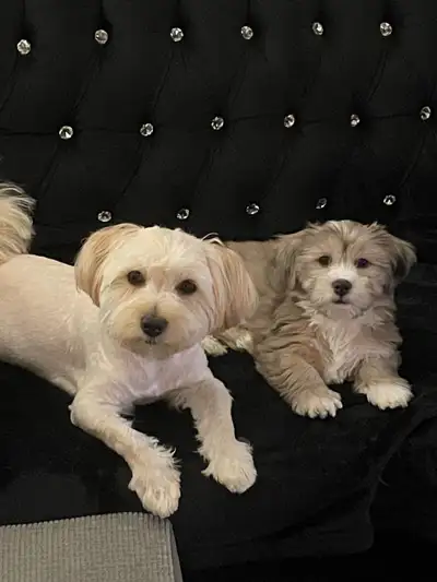 Sweet little boys looking for another loving home. I will be relocating for work and unable to take...