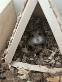 Friendly dwarf hamster with enclosure 