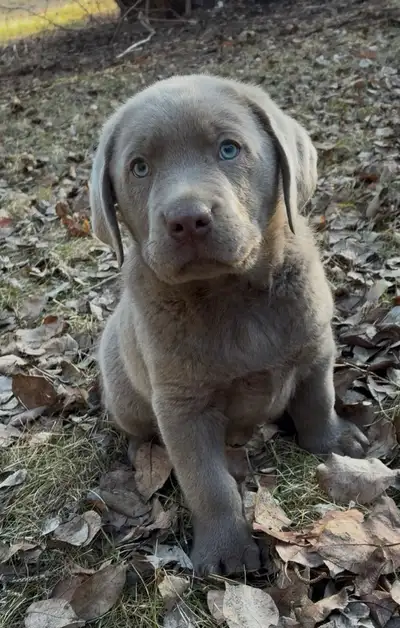 Ready to go to new homes. 1 charcoal boy (dark grey) 4 girls (2 sold). Sweet, loving cuddly pups tha...