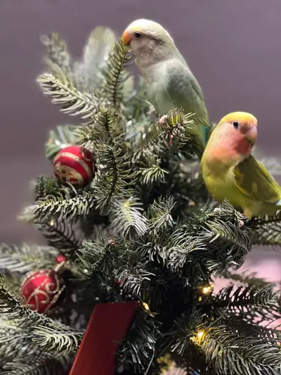 Young Lovebirds, View more