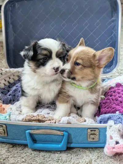 Beautiful Corgi Puppies, View more