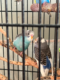 Budgies for sale - 1 month old
