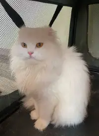 Beautiful Persian / Turkish Angora mixed for adoption