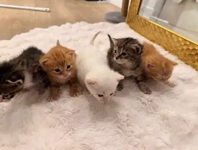 kittens for rehoming, View more