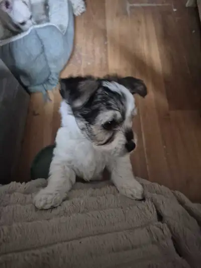 Chihuahau X , View more