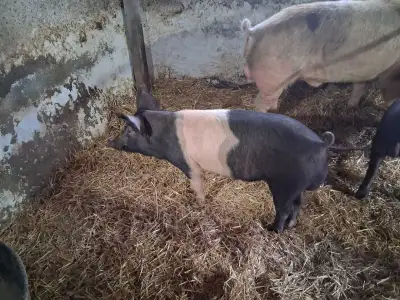 I have two intact males available Pig trace tags available The are almost 1yr old They are hereford/...