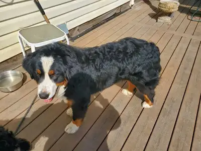 Bernedoodles !!  F1 smaller Puppy SALE !!, View more